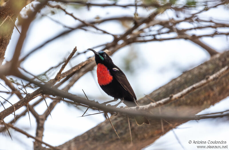 Hunter's Sunbird male adult