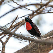 Hunter's Sunbird