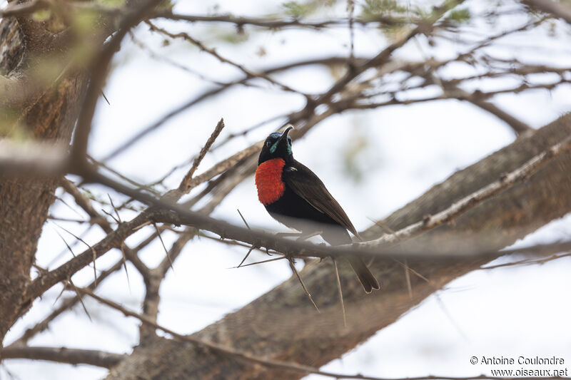 Hunter's Sunbird male adult