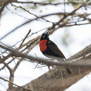 Hunter's Sunbird