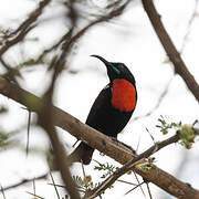 Hunter's Sunbird