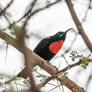 Hunter's Sunbird