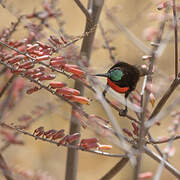 Hunter's Sunbird