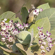 Hunter's Sunbird