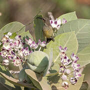 Hunter's Sunbird