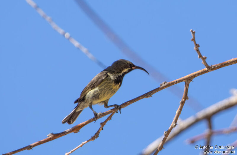 Marico Sunbird female adult