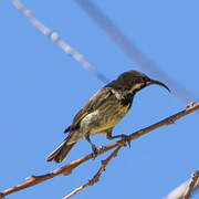 Marico Sunbird