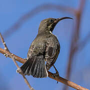 Marico Sunbird