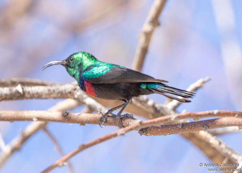 Marico Sunbird male adult