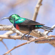 Marico Sunbird