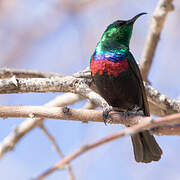 Marico Sunbird