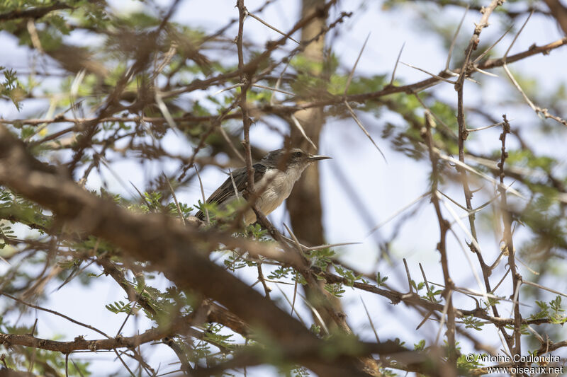 Eastern Violet-backed Sunbird female adult