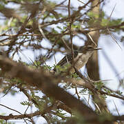 Eastern Violet-backed Sunbird