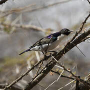 Eastern Violet-backed Sunbird