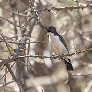 Eastern Violet-backed Sunbird