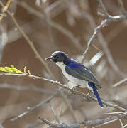 Eastern Violet-backed Sunbird