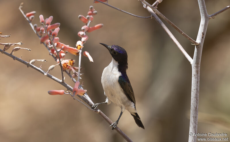 Eastern Violet-backed Sunbird male adult