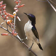 Eastern Violet-backed Sunbird