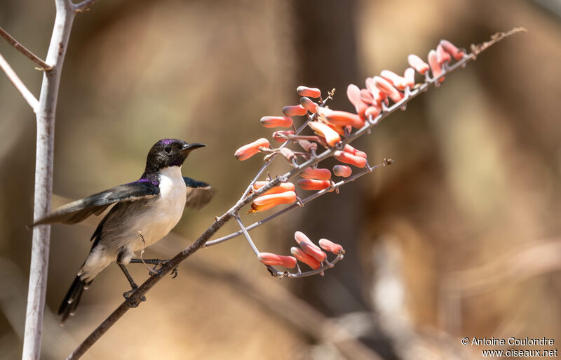 Eastern Violet-backed Sunbird male adult