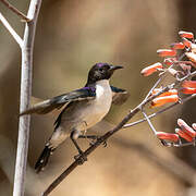 Eastern Violet-backed Sunbird