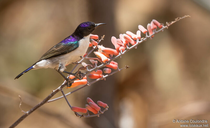 Eastern Violet-backed Sunbird male adult