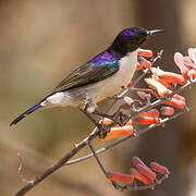 Eastern Violet-backed Sunbird