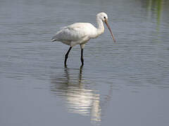 Eurasian Spoonbill