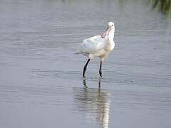 Eurasian Spoonbill