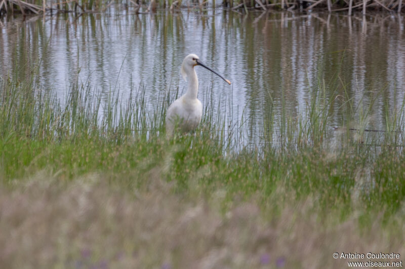 Eurasian Spoonbilladult breeding