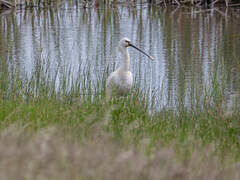 Eurasian Spoonbill