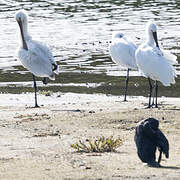 Eurasian Spoonbill