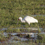 African Spoonbill