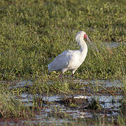 African Spoonbill