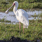 African Spoonbill