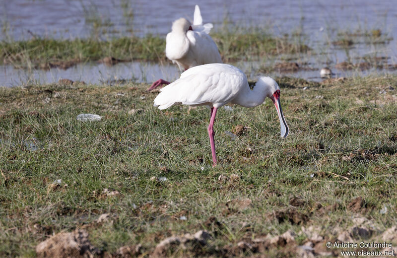 African Spoonbilladult