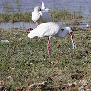 African Spoonbill