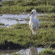 African Spoonbill