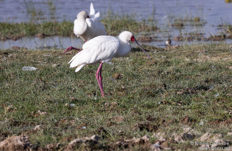 African Spoonbilladult