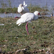 African Spoonbill