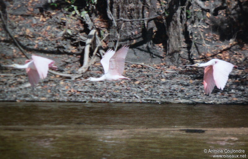 Roseate Spoonbilladult