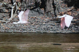 Roseate Spoonbill