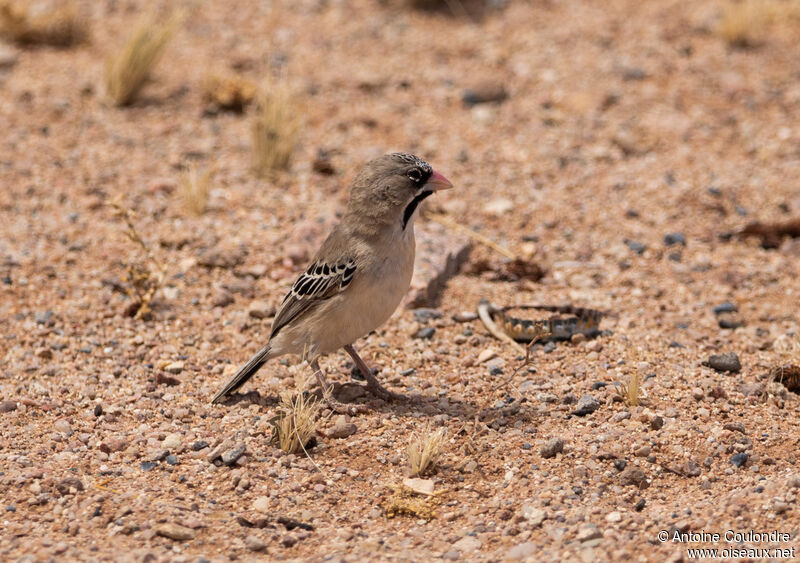 Scaly-feathered Weaver male adult