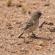 Scaly-feathered Weaver