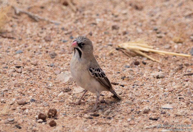 Scaly-feathered Weaver male adult