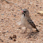 Scaly-feathered Weaver