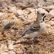 Scaly-feathered Weaver