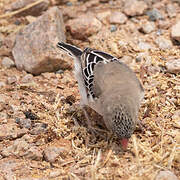 Scaly-feathered Weaver