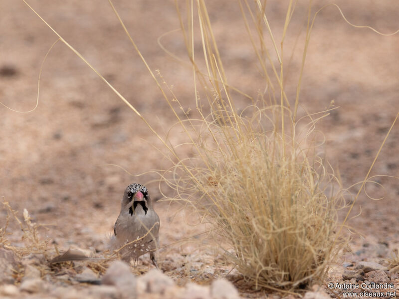 Scaly-feathered Weaver male adult