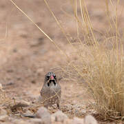 Scaly-feathered Weaver