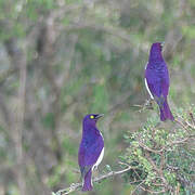 Violet-backed Starling